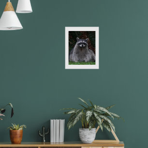 Poster Fotografia Cute Forest Raccoon Fauna Selvagem