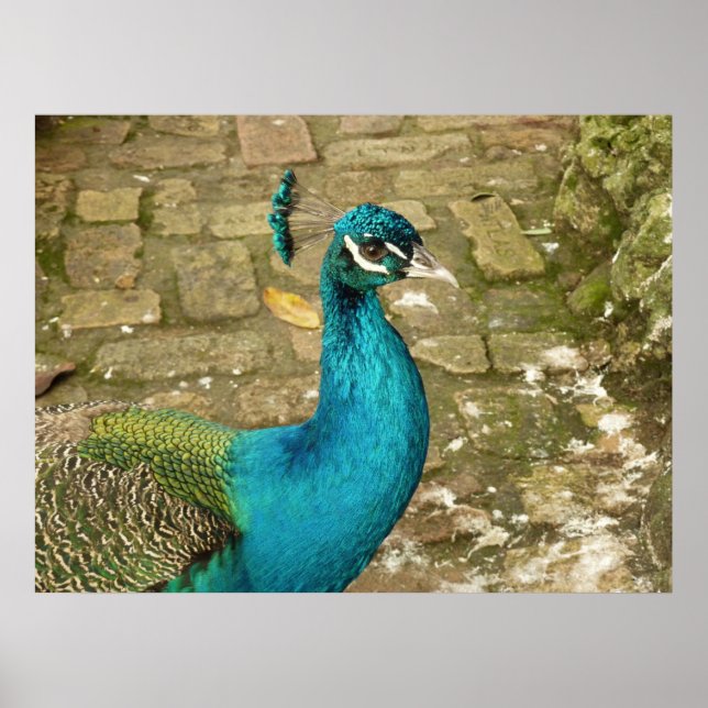 Póster Fotografia da Bela Natureza do Pavão (Frente)