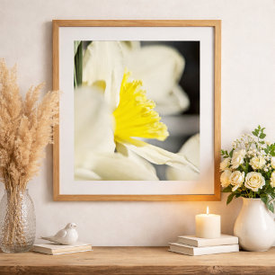 Poster Fotografia da Elegante Flor de Narciso por Meggido