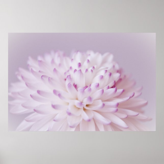 Poster Fotografia da Flor de Pastel Suave (Frente)
