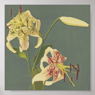 Poster Fotografia da Flor de Vintage