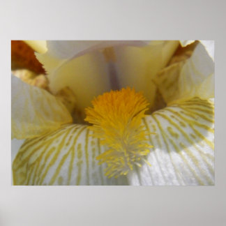 Poster Fotografia da Flor Íris