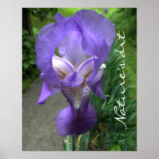 Poster Fotografia da Flor Íris