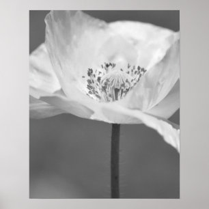 Póster Fotografia da Flor Preta e Branca da Islândia