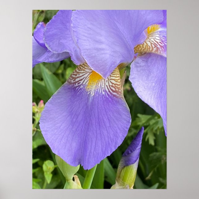 Poster Fotografia da Flor Roxo bonito (Frente)