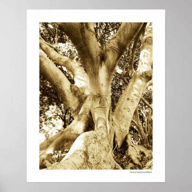 Poster Fotografia da Grande Árvore Sépia Preto e Branco (Frente)