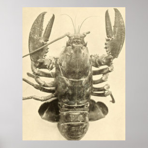 Póster Fotografia da lagosta de Maine do vintage (1895) 2