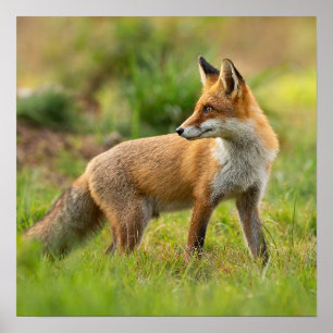 Poster Fotografia da linda Red Fox Nature 