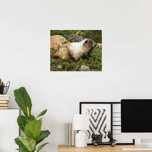 Poster Fotografia da Marmota Hoary na Natureza (Escritório em casa)