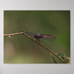 Poster Fotografia da Natureza com Libélula Vermelha