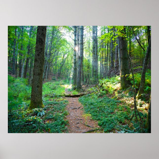 Poster Fotografia da Natureza da Floresta (Frente)
