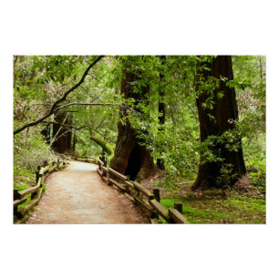 Póster Fotografia da Natureza da Trilha de Muir Woods II