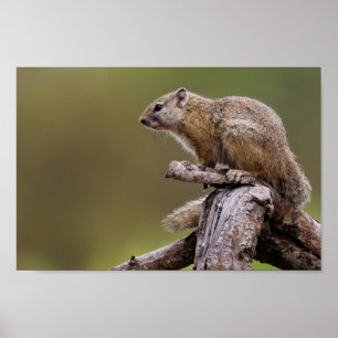 Poster Fotografia da natureza da vida selvagem do esquilo