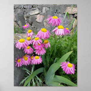 Poster Fotografia da natureza: Daisy Flowers Pintado Rosa