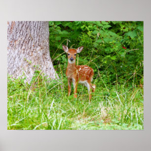 Poster Fotografia da Natureza de Bebê Veado nos Bosques