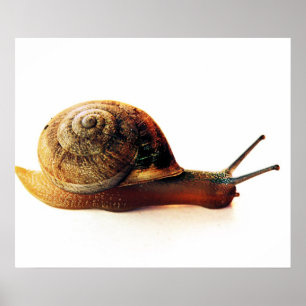 Póster Fotografia da Natureza de Caracol de Jardim