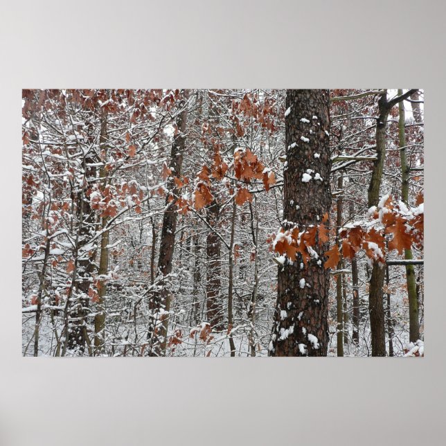 Poster Fotografia da Natureza de Carvalhos Cobertos de Ne (Frente)