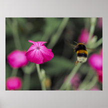 Fotografia da Natureza de Flor Silvestre Rosa e Ab