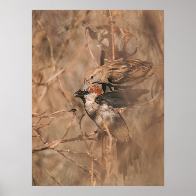 Poster Fotografia da Natureza de Pardais na Primavera (Frente)