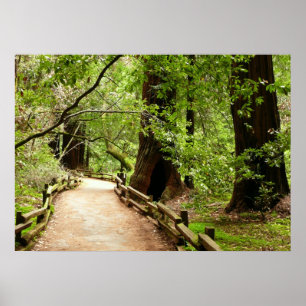 Póster Fotografia da Natureza do Caminho Muir Woods II