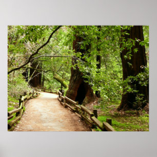 Póster Fotografia da Natureza do Caminho Muir Woods II