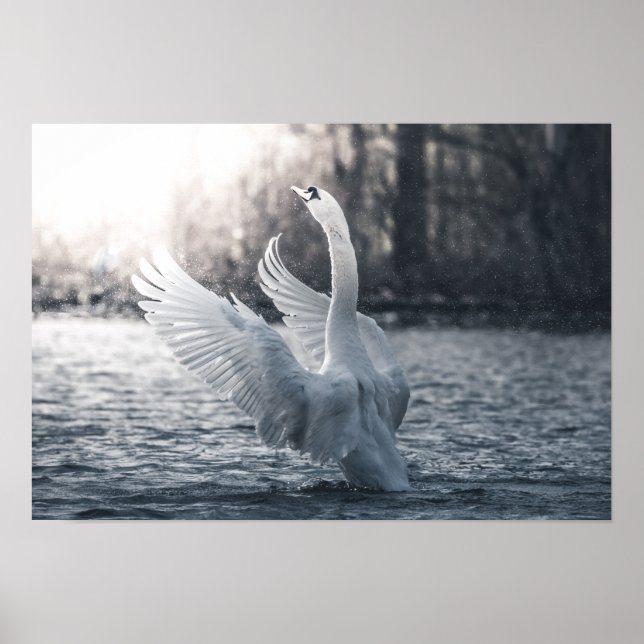 Poster Fotografia da natureza do cisne branco (Frente)