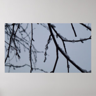 Póster Fotografia da natureza do inverno em Icy Branches