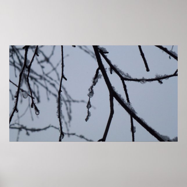 Póster Fotografia da natureza do inverno em Icy Branches (Frente)