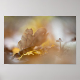 Poster Fotografia da natureza do pequeno cogumelo