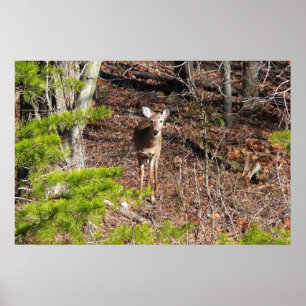 Poster Fotografia da Natureza: Veado Adorável na Floresta