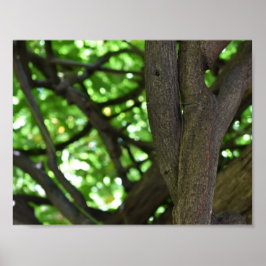 Poster Fotografia da natureza verde Wisteria Pergola Tree