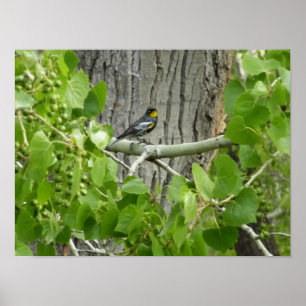Póster Fotografia da natureza Warbler de Audubon