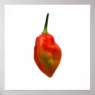 Póster Fotografia da pimenta do Habanero única