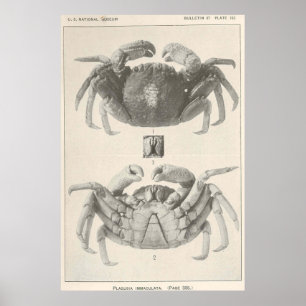 Póster Fotografia da Vintage Crab Anatomy (1918)