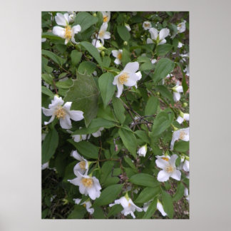 Póster Fotografia das flores brancas e amarelas