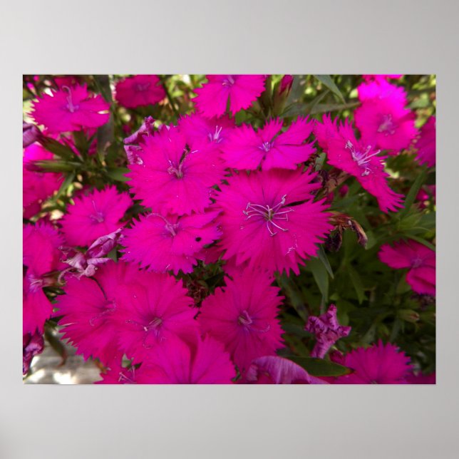 Póster Fotografia das flores cor-de-rosa brilhantes (Frente)