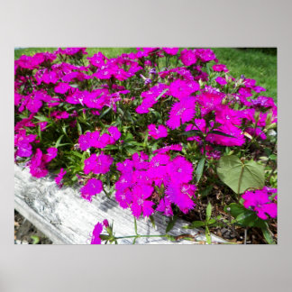 Póster Fotografia das Flores Roxas em Fayette, MO