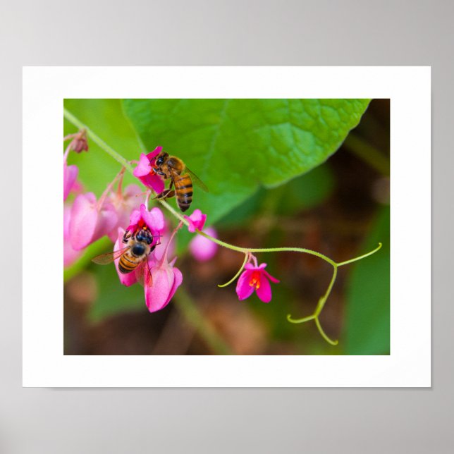 Poster Fotografia de Abelhas em Flores de Vinha de Coral  (Frente)