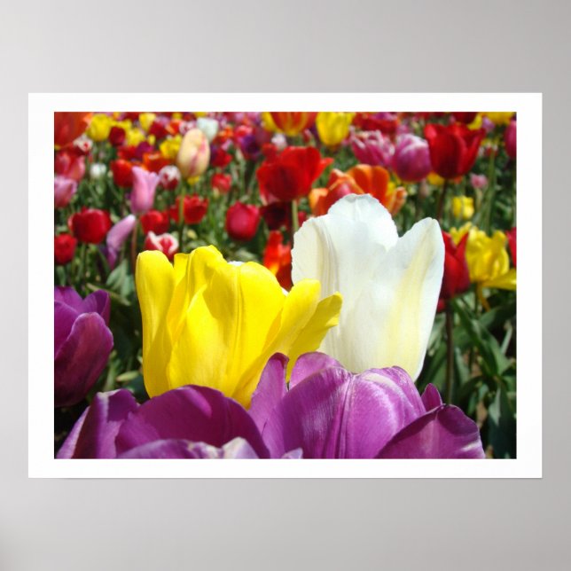 Poster Fotografia de Arte Fino de Flores de Tulipa Tulipa (Frente)