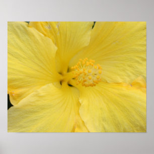 Poster Fotografia de Arte Fino do Hibisco Amarelo do Hava