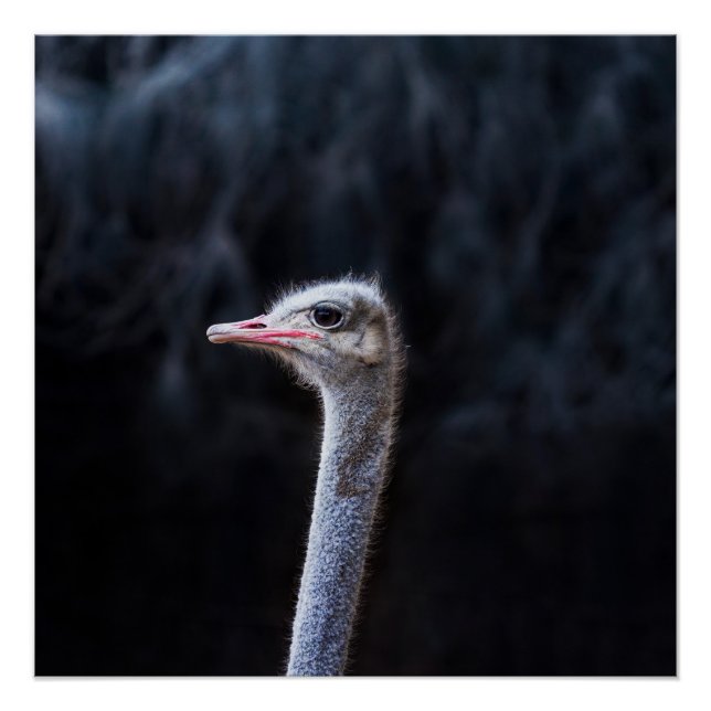 Póster Fotografia de Avestruz (Frente)