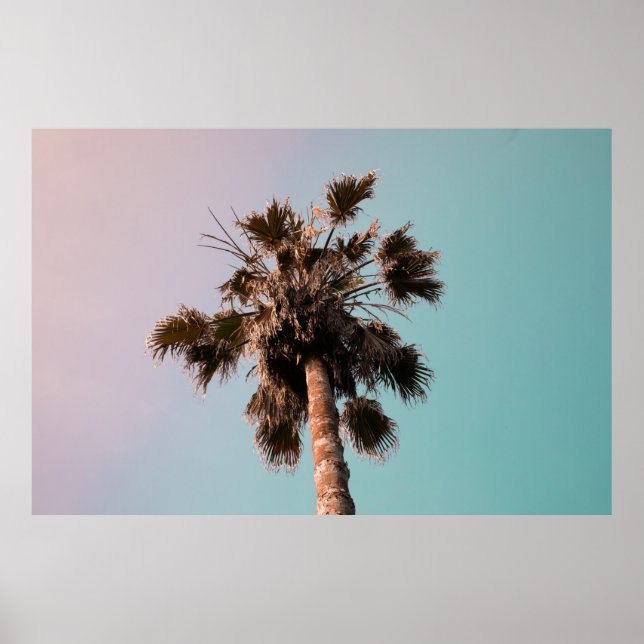 Poster Fotografia de baixo ângulo da palmeira (Frente)