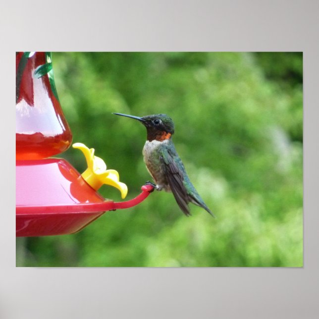 Póster Fotografia de Beija-Flor-de-Pescoço-Rubro (Frente)