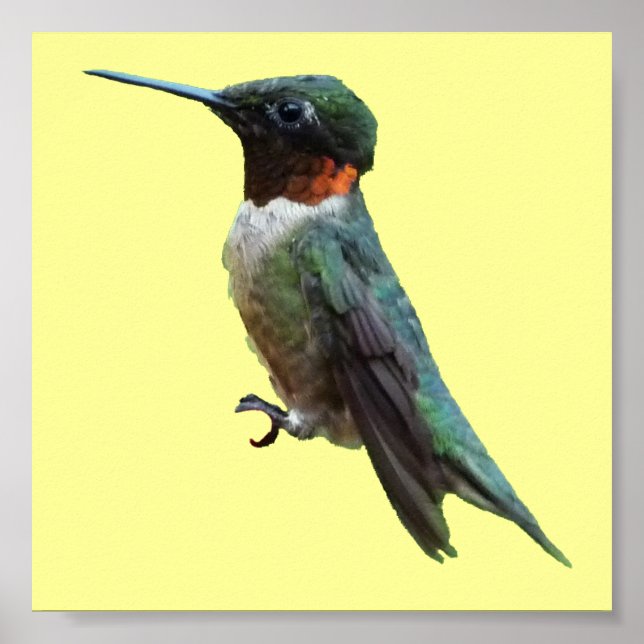 Póster Fotografia de Beija-Flor-de-Pescoço-Vermelho (Frente)