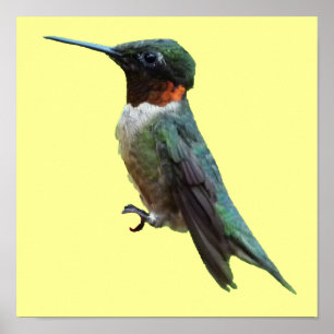 Póster Fotografia de Beija-Flor-de-Pescoço-Vermelho