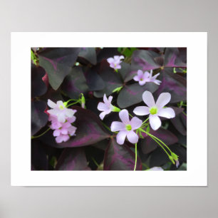Póster Fotografia de Blogues de Shamrock Roxo Única
