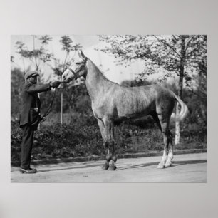 Póster Fotografia de Cavalo Vintage