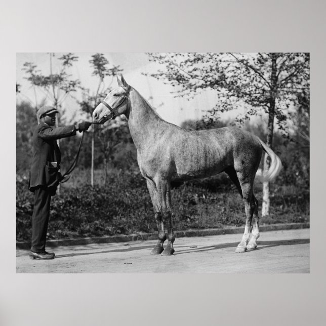 Póster Fotografia de Cavalo Vintage (Frente)