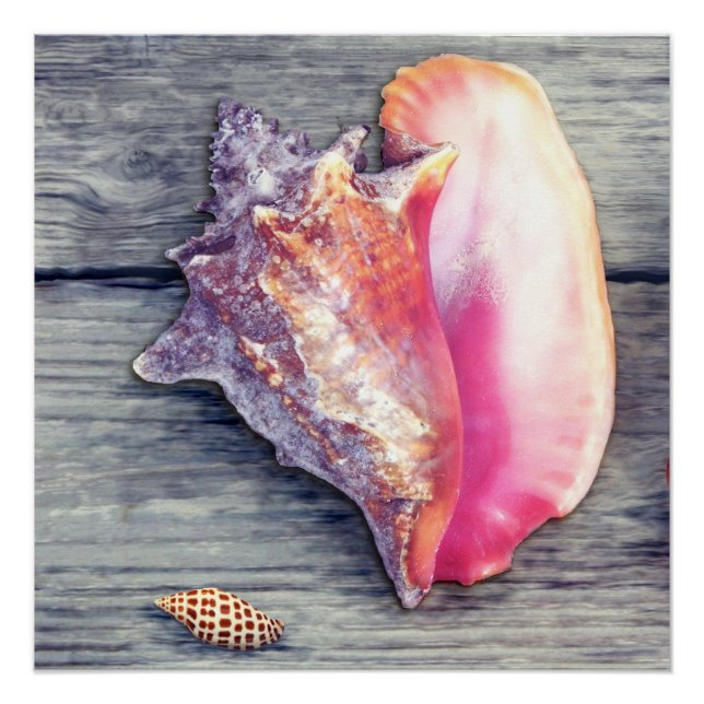 Póster Fotografia de Conch Rosa Junonia Seashell (Frente)