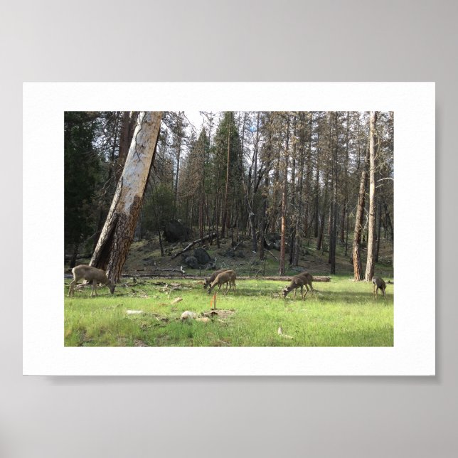 Poster Fotografia de Cor Yosemite de Vestido (Frente)